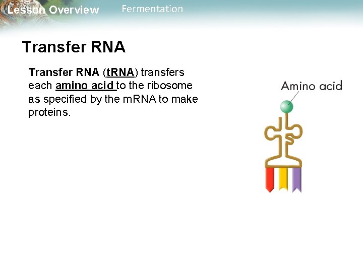 Lesson Overview Fermentation Transfer RNA (t. RNA) transfers each amino acid to the ribosome