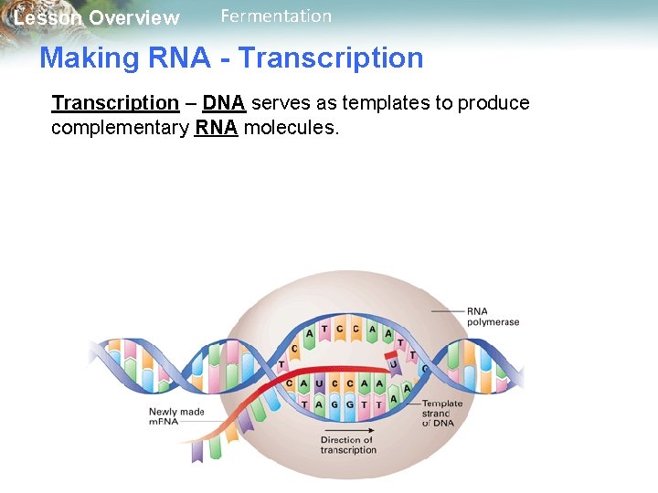Lesson Overview Fermentation Making RNA - Transcription – DNA serves as templates to produce