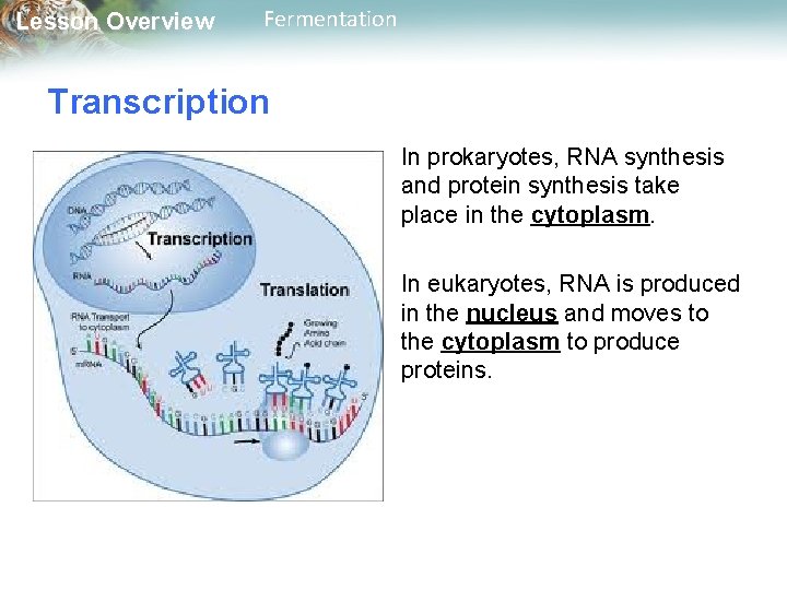 Lesson Overview Fermentation Transcription In prokaryotes, RNA synthesis and protein synthesis take place in