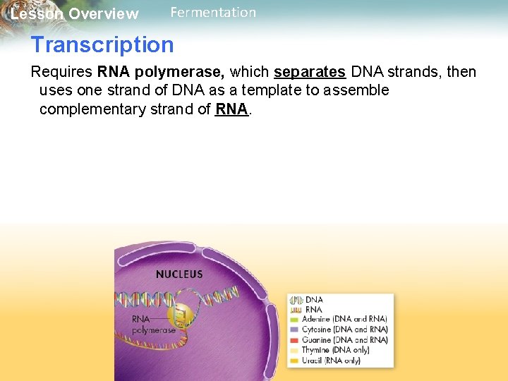 Lesson Overview Fermentation Transcription Requires RNA polymerase, which separates DNA strands, then uses one