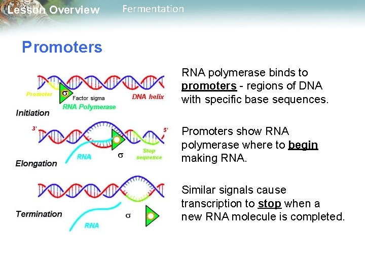 Lesson Overview Fermentation Promoters RNA polymerase binds to promoters - regions of DNA with