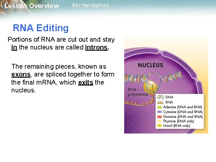 Lesson Overview Fermentation RNA Editing Portions of RNA are cut out and stay in