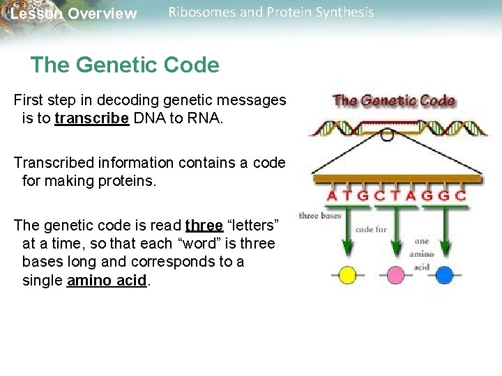 Lesson Overview Ribosomes and Protein Synthesis The Genetic Code First step in decoding genetic