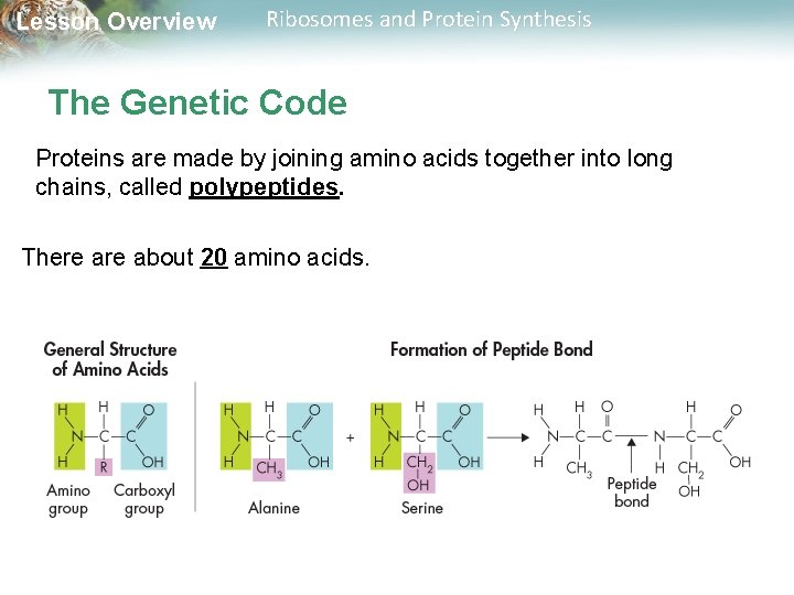 Lesson Overview Ribosomes and Protein Synthesis The Genetic Code Proteins are made by joining