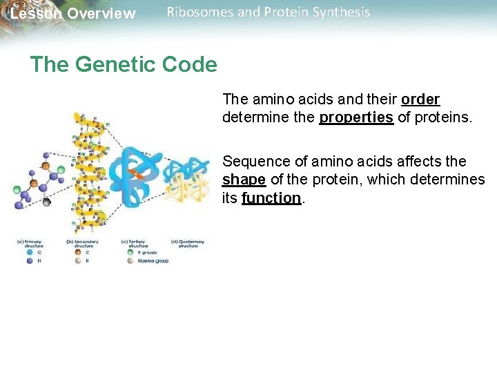 Lesson Overview Ribosomes and Protein Synthesis The Genetic Code The amino acids and their