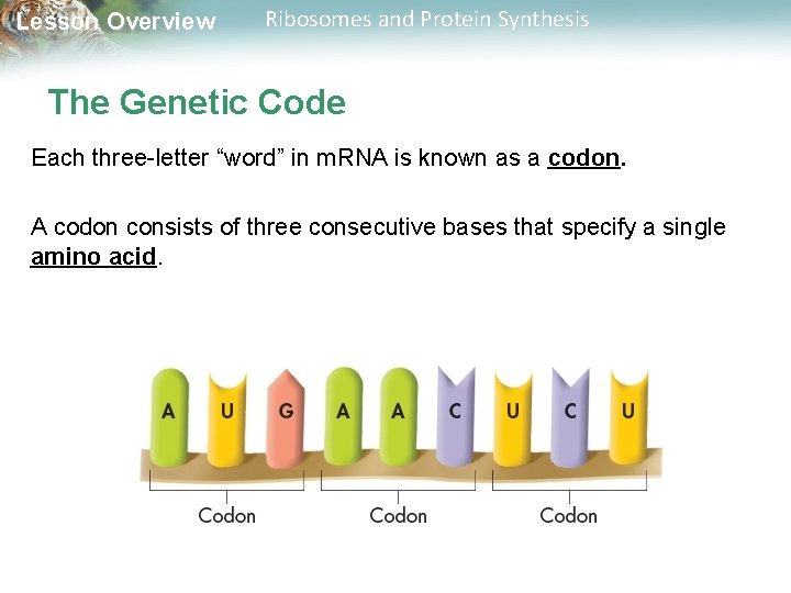 Lesson Overview Ribosomes and Protein Synthesis The Genetic Code Each three-letter “word” in m.