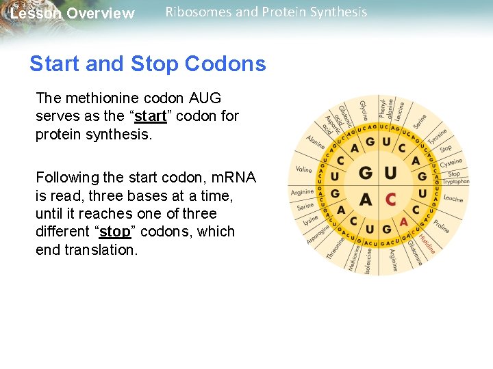 Lesson Overview Ribosomes and Protein Synthesis Start and Stop Codons The methionine codon AUG