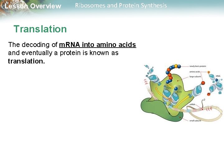 Lesson Overview Ribosomes and Protein Synthesis Translation The decoding of m. RNA into amino