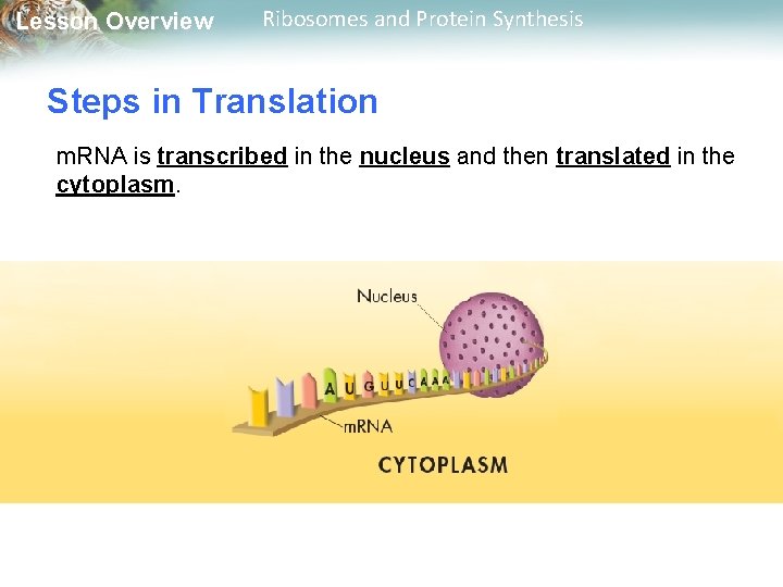 Lesson Overview Ribosomes and Protein Synthesis Steps in Translation m. RNA is transcribed in
