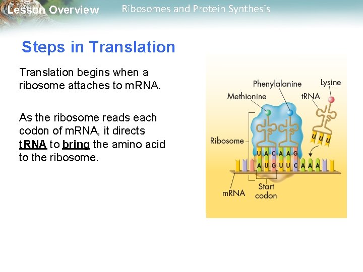 Lesson Overview Ribosomes and Protein Synthesis Steps in Translation begins when a ribosome attaches