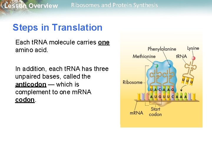 Lesson Overview Ribosomes and Protein Synthesis Steps in Translation Each t. RNA molecule carries