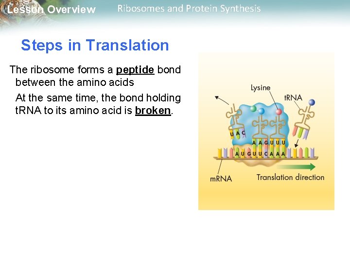 Lesson Overview Ribosomes and Protein Synthesis Steps in Translation The ribosome forms a peptide
