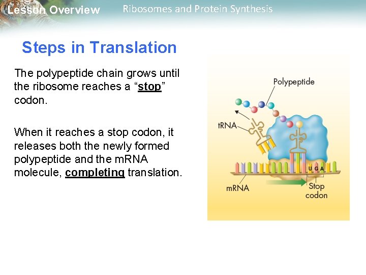 Lesson Overview Ribosomes and Protein Synthesis Steps in Translation The polypeptide chain grows until