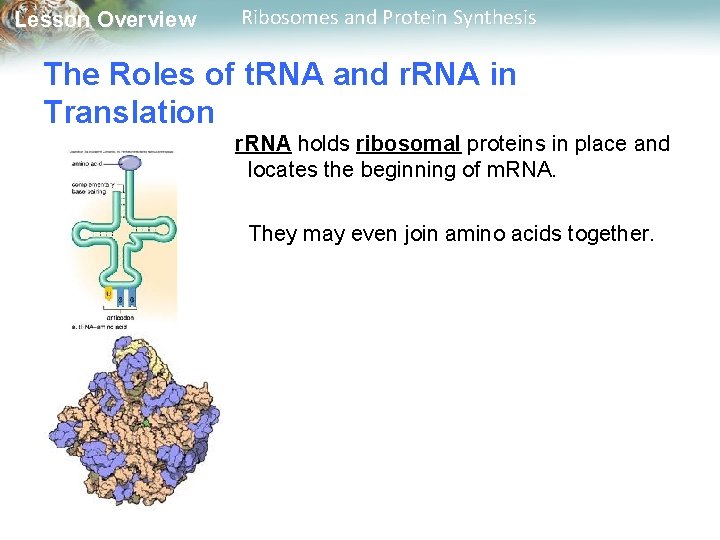 Lesson Overview Ribosomes and Protein Synthesis The Roles of t. RNA and r. RNA