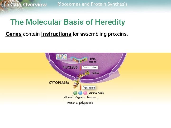 Lesson Overview Ribosomes and Protein Synthesis The Molecular Basis of Heredity Genes contain instructions