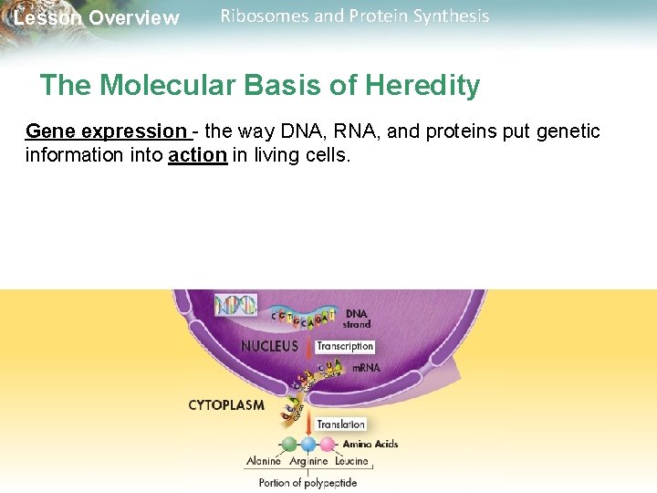 Lesson Overview Ribosomes and Protein Synthesis The Molecular Basis of Heredity Gene expression -