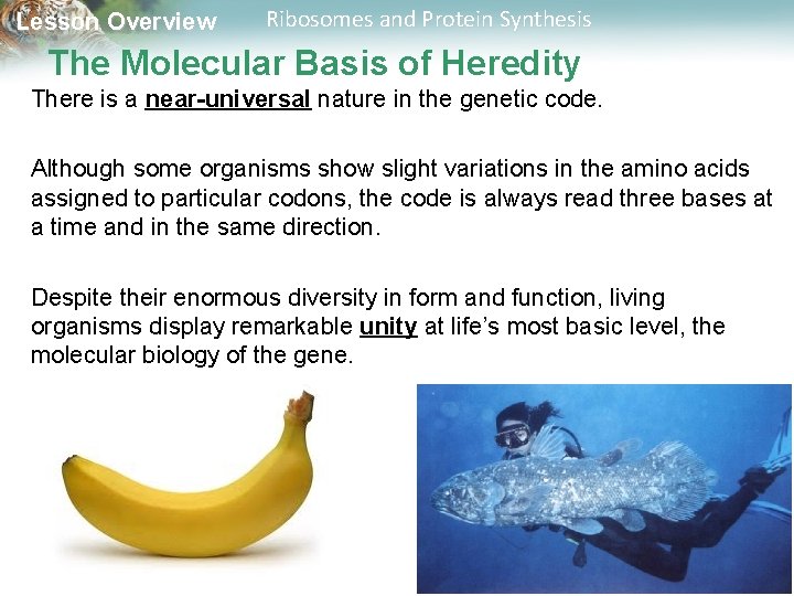 Lesson Overview Ribosomes and Protein Synthesis The Molecular Basis of Heredity There is a