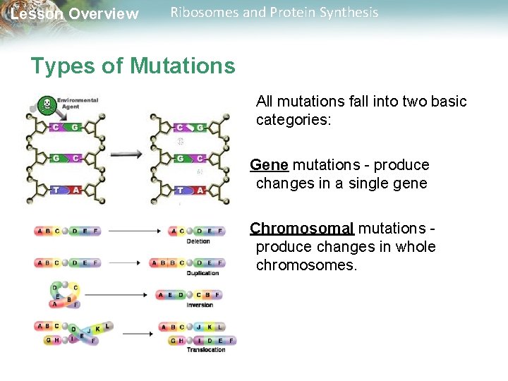 Lesson Overview Ribosomes and Protein Synthesis Types of Mutations All mutations fall into two