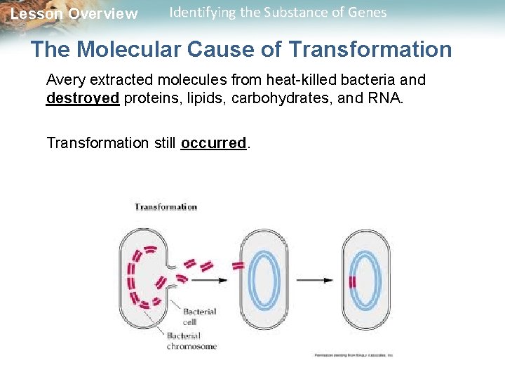 Lesson Overview Identifying the Substance of Genes The Molecular Cause of Transformation Avery extracted