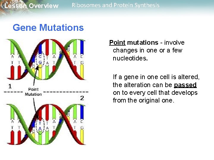 Lesson Overview Ribosomes and Protein Synthesis Gene Mutations Point mutations - involve changes in