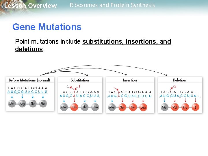 Lesson Overview Ribosomes and Protein Synthesis Gene Mutations Point mutations include substitutions, insertions, and