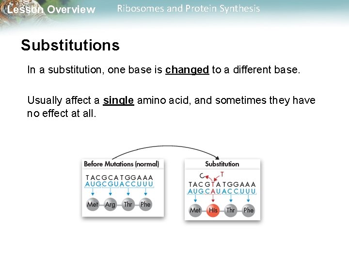 Lesson Overview Ribosomes and Protein Synthesis Substitutions In a substitution, one base is changed
