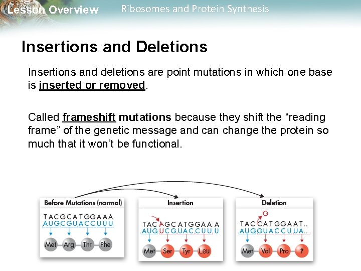Lesson Overview Ribosomes and Protein Synthesis Insertions and Deletions Insertions and deletions are point