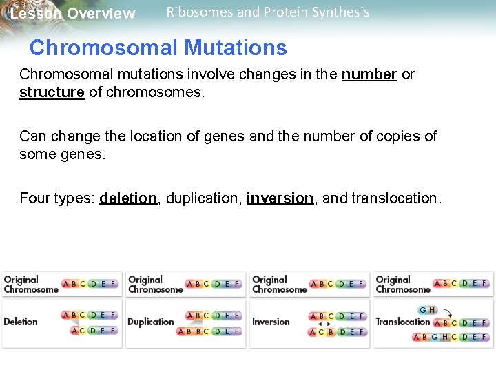 Lesson Overview Ribosomes and Protein Synthesis Chromosomal Mutations Chromosomal mutations involve changes in the