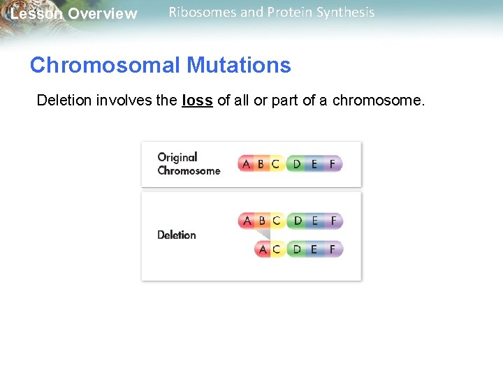 Lesson Overview Ribosomes and Protein Synthesis Chromosomal Mutations Deletion involves the loss of all