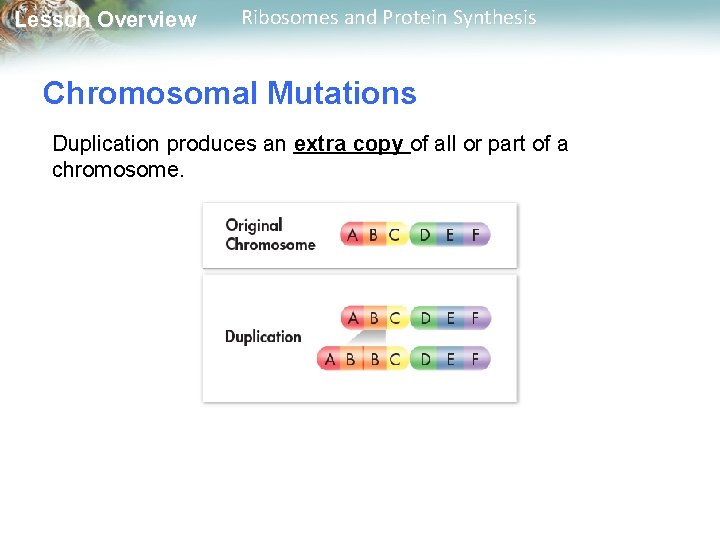 Lesson Overview Ribosomes and Protein Synthesis Chromosomal Mutations Duplication produces an extra copy of