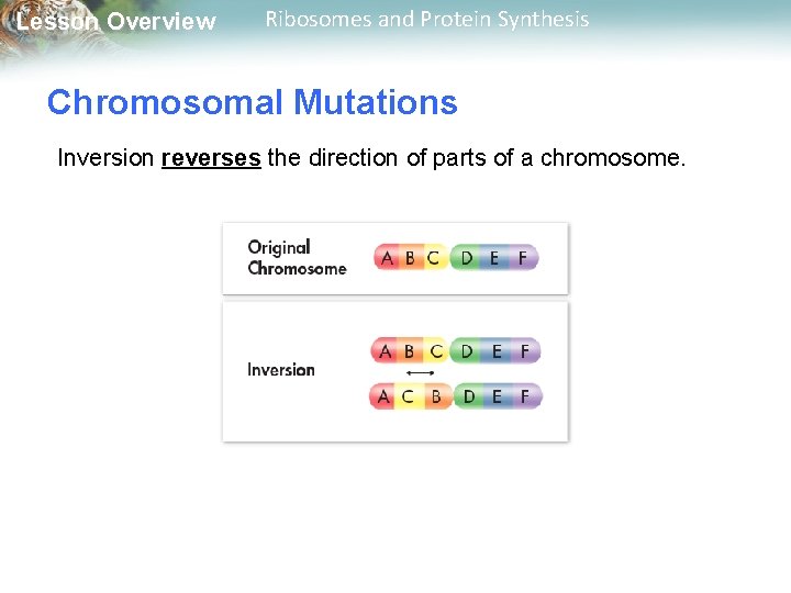 Lesson Overview Ribosomes and Protein Synthesis Chromosomal Mutations Inversion reverses the direction of parts