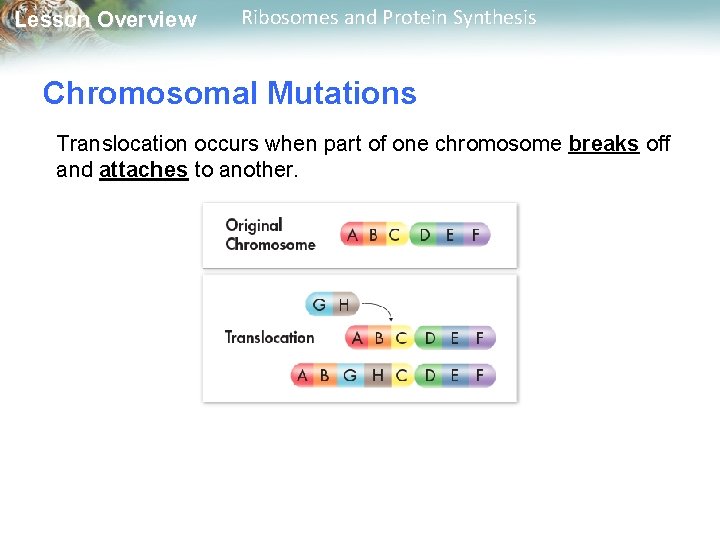 Lesson Overview Ribosomes and Protein Synthesis Chromosomal Mutations Translocation occurs when part of one