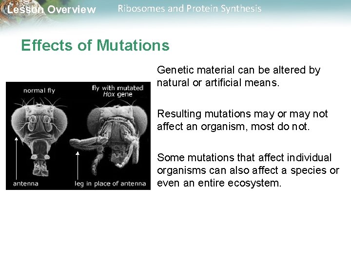 Lesson Overview Ribosomes and Protein Synthesis Effects of Mutations Genetic material can be altered
