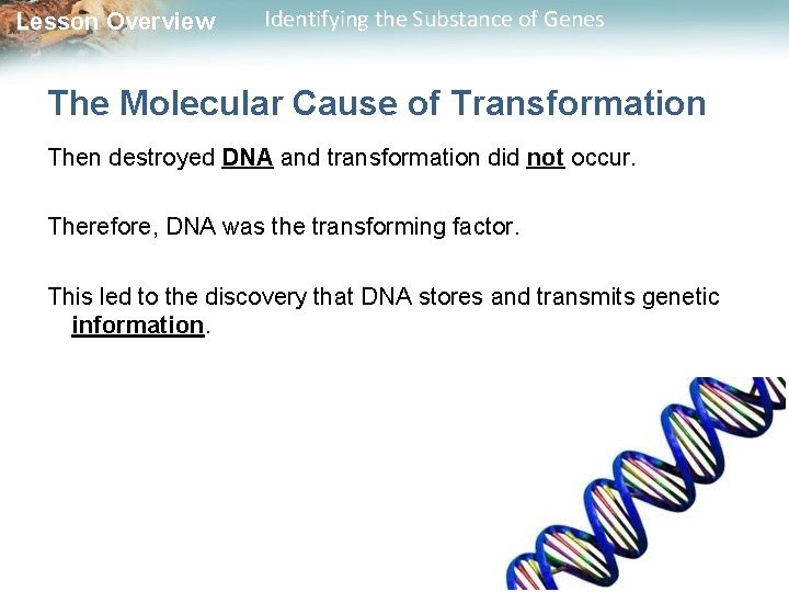 Lesson Overview Identifying the Substance of Genes The Molecular Cause of Transformation Then destroyed