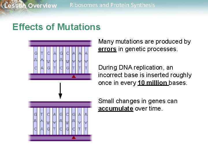 Lesson Overview Ribosomes and Protein Synthesis Effects of Mutations Many mutations are produced by