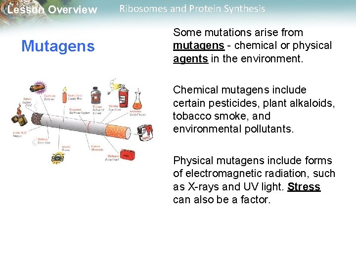 Lesson Overview Mutagens Ribosomes and Protein Synthesis Some mutations arise from mutagens - chemical