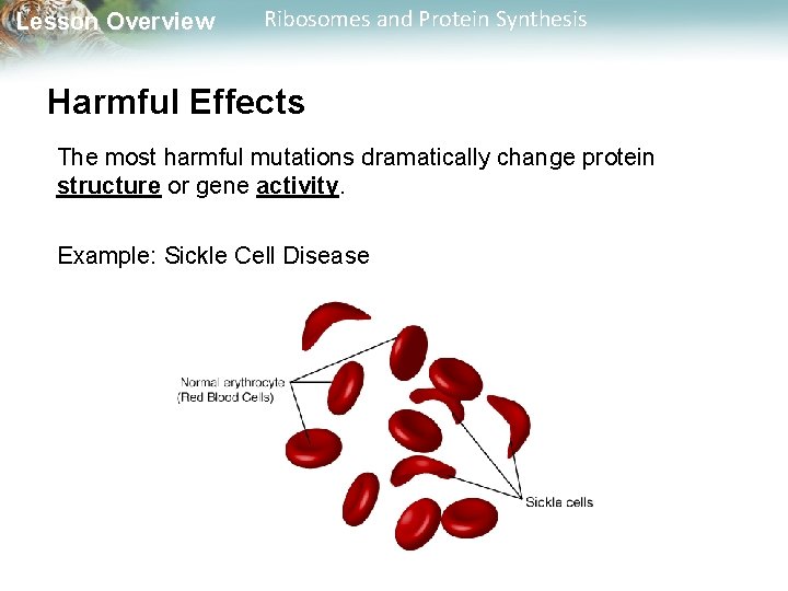 Lesson Overview Ribosomes and Protein Synthesis Harmful Effects The most harmful mutations dramatically change