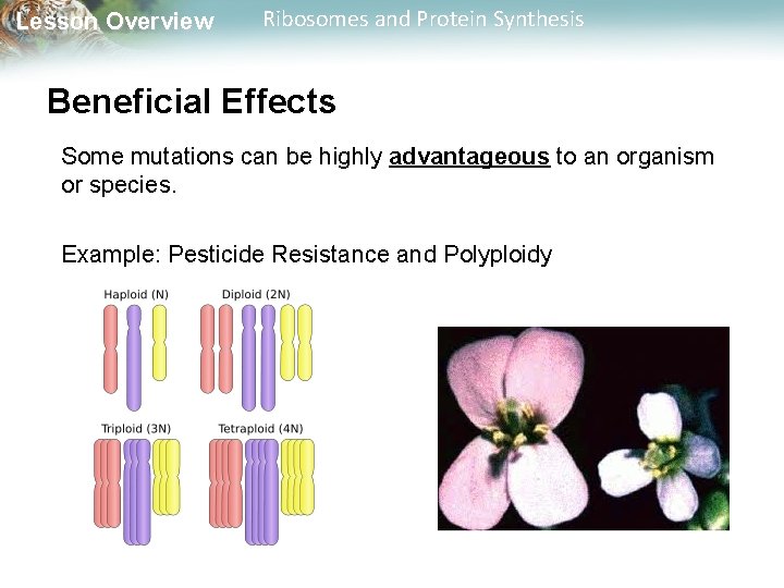 Lesson Overview Ribosomes and Protein Synthesis Beneficial Effects Some mutations can be highly advantageous