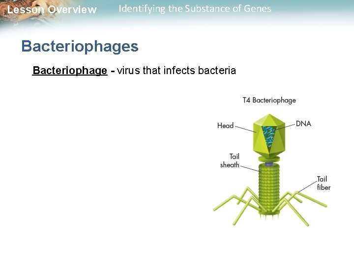 Lesson Overview Identifying the Substance of Genes Bacteriophage - virus that infects bacteria 