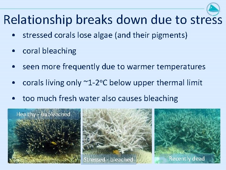 Relationship breaks down due to stress • stressed corals lose algae (and their pigments)
