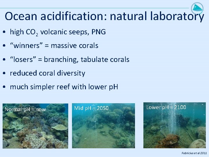 Ocean acidification: natural laboratory • high CO 2 volcanic seeps, PNG • “winners” =