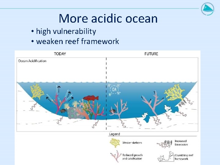 More acidic ocean • high vulnerability • weaken reef framework 