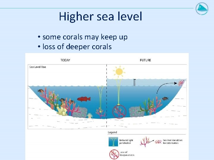 Higher sea level • some corals may keep up • loss of deeper corals