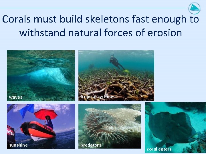 Corals must build skeletons fast enough to withstand natural forces of erosion waves tropical