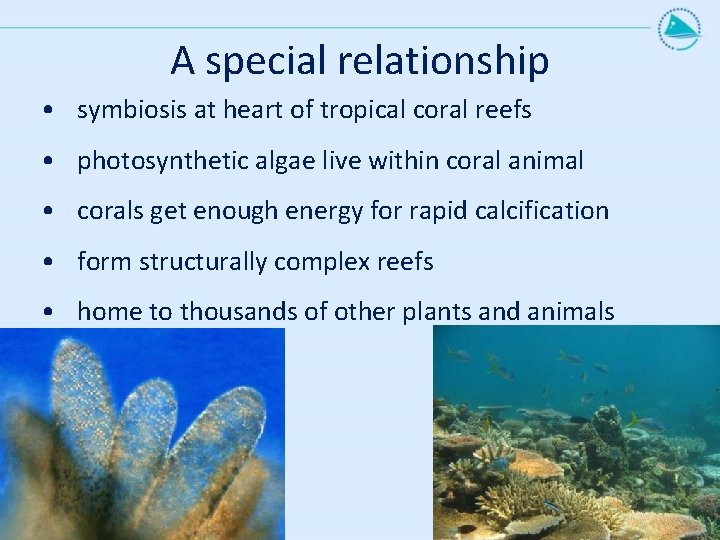A special relationship • symbiosis at heart of tropical coral reefs • photosynthetic algae