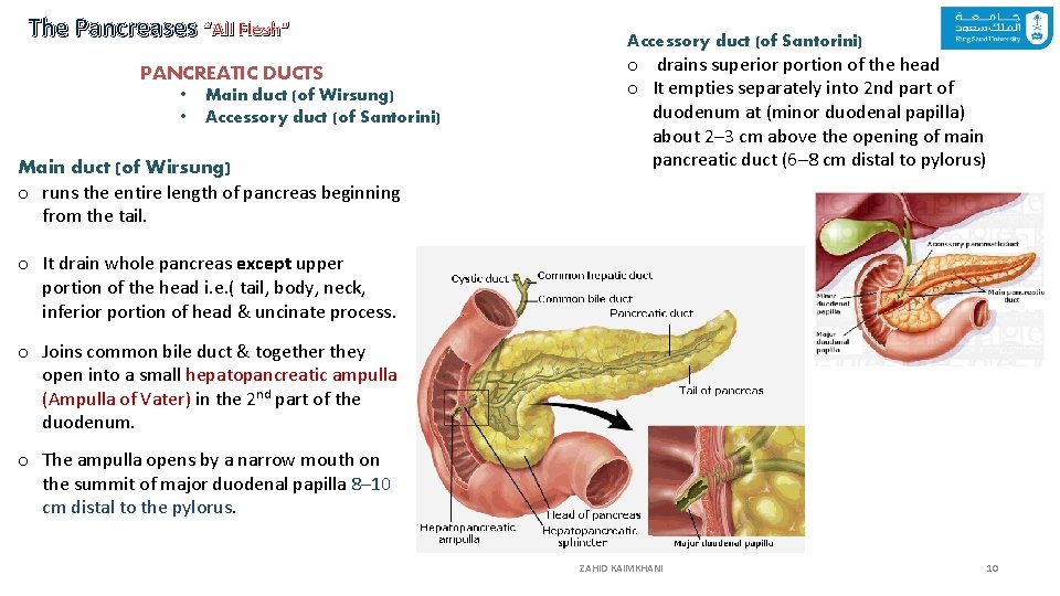 The Pancreases “All Flesh” PANCREATIC DUCTS • • Main duct (of Wirsung) Accessory duct