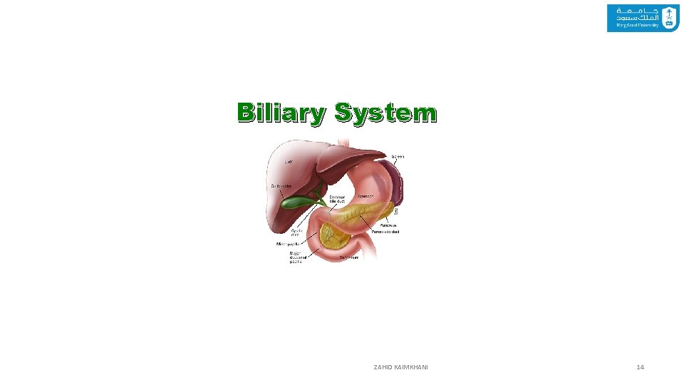 Biliary System ZAHID KAIMKHANI 14 