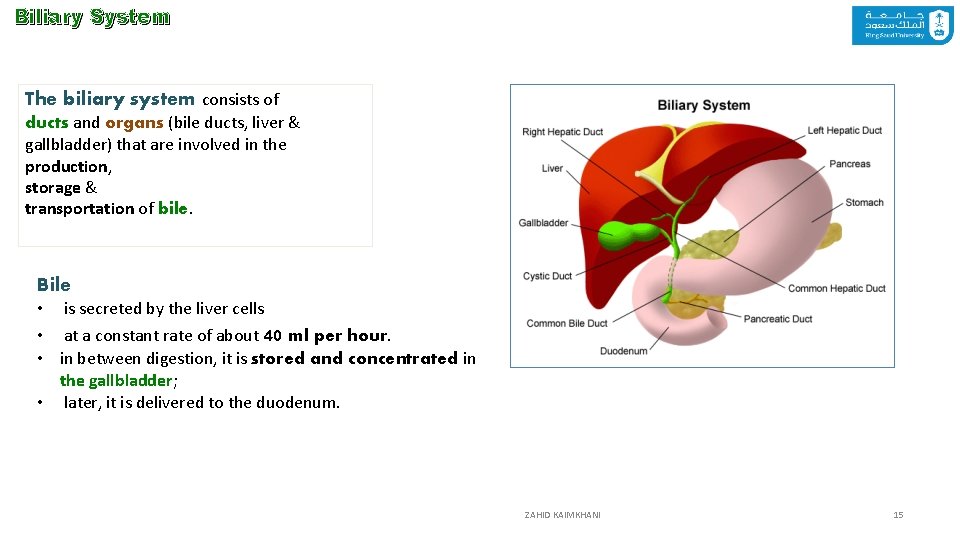 Biliary System The biliary system consists of ducts and organs (bile ducts, liver &