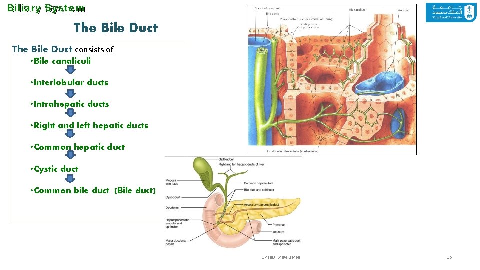 Biliary System The Bile Duct consists of • Bile canaliculi • Interlobular ducts •