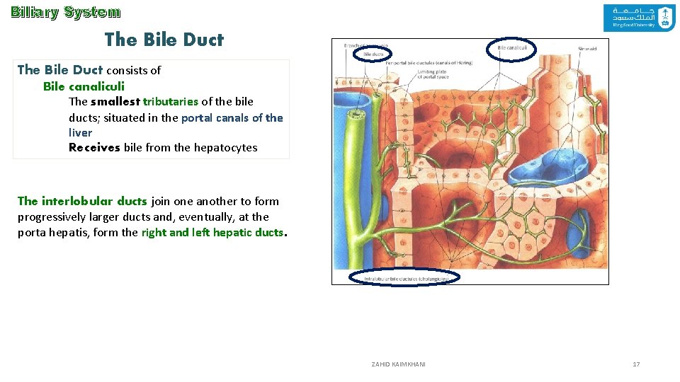 Biliary System The Bile Duct consists of Bile canaliculi The smallest tributaries of the